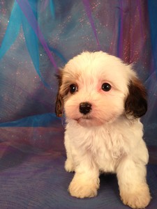 Female cavachon Puppy for sale #1 DOB 1-25-13|Cavachon Puppies for sale in Pennsylvania normally cost more